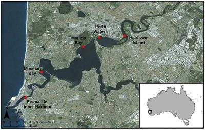 Spatial and Temporal Variation in the Acoustic Habitat of Bottlenose Dolphins (Tursiops aduncus) within a Highly Urbanized Estuary